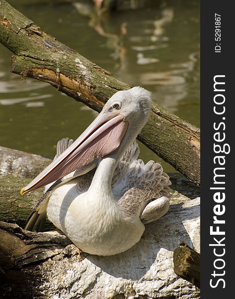 Pink-backed Pelican (Pelecanus Rufescens)