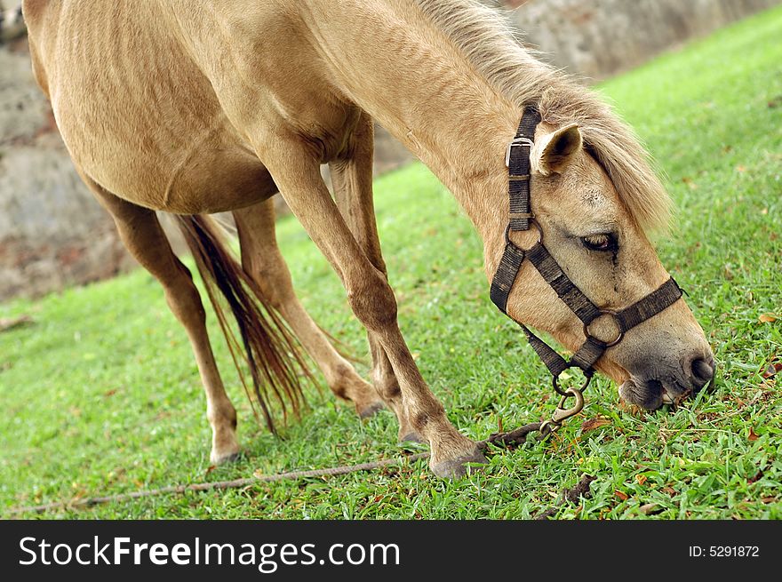Horse tied up by the tree and eat grass.