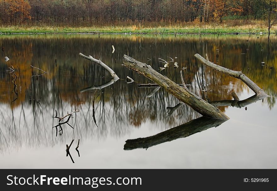 Old trees in the lake