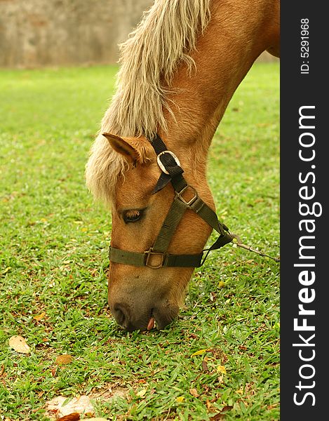 Horse tied up by the tree and eat grass.