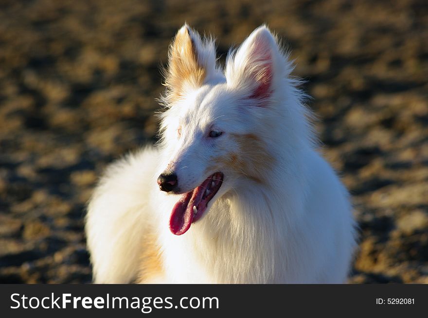 White dog playing on the beach