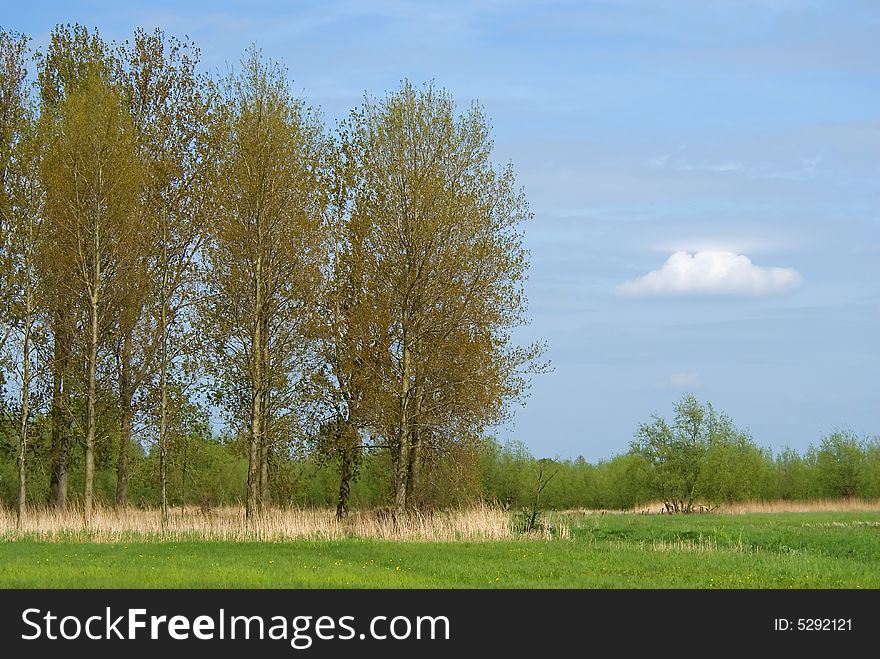 Summer landscape with trees and blue sky.