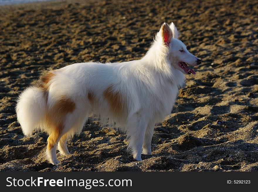 White dog on the beach. White dog on the beach