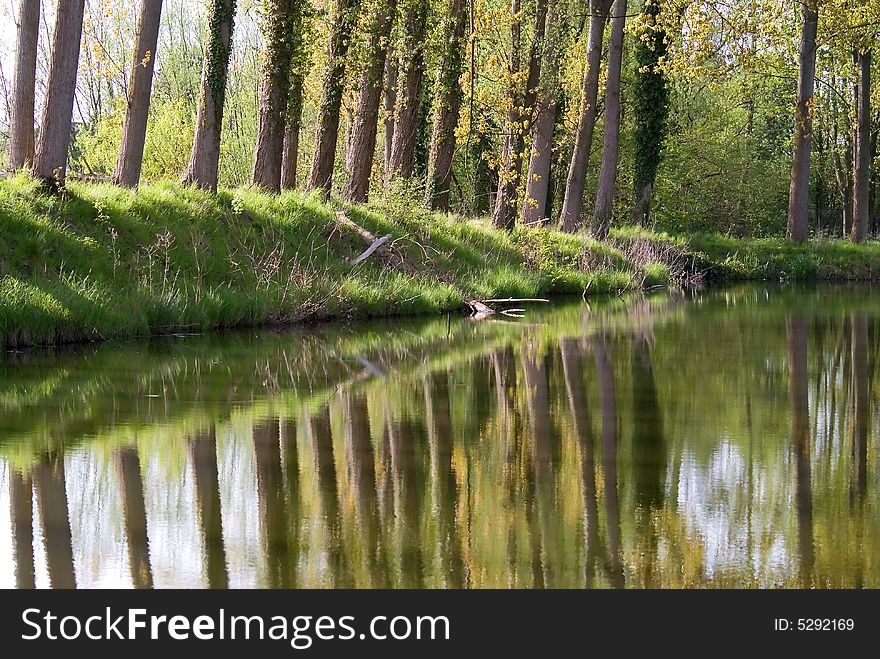 Reflection Of Trees In Water.