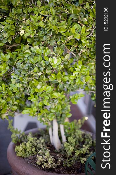 Close up of small green tree with many leaves. Close up of small green tree with many leaves
