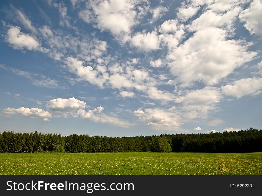 Summer landscape with flowers and forest. Summer landscape with flowers and forest.