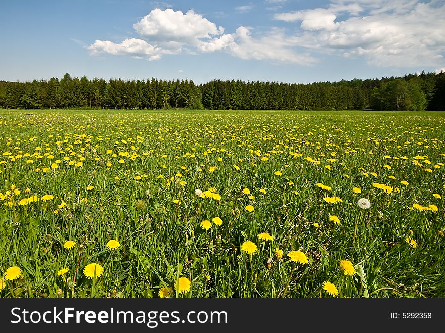 Lush green landscape and blue cloudy sky, with dandelions. Lush green landscape and blue cloudy sky, with dandelions.