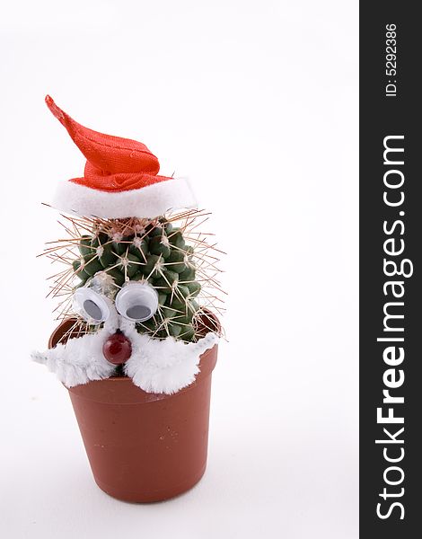 Cactus plant as a Santa Claus, funny figure