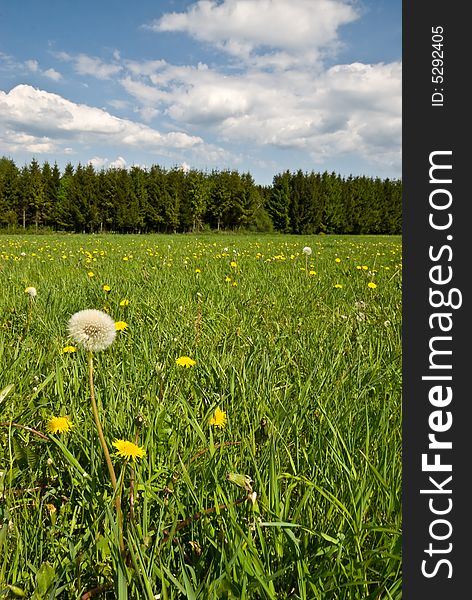 Lush green landscape with emphasis on dandelion. Lush green landscape with emphasis on dandelion.