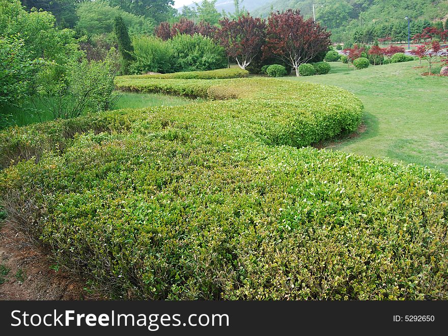 Green, park ,beautiful,trees,grass