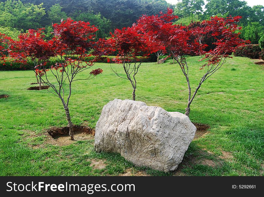 Park,maple,rock,tree,lawn