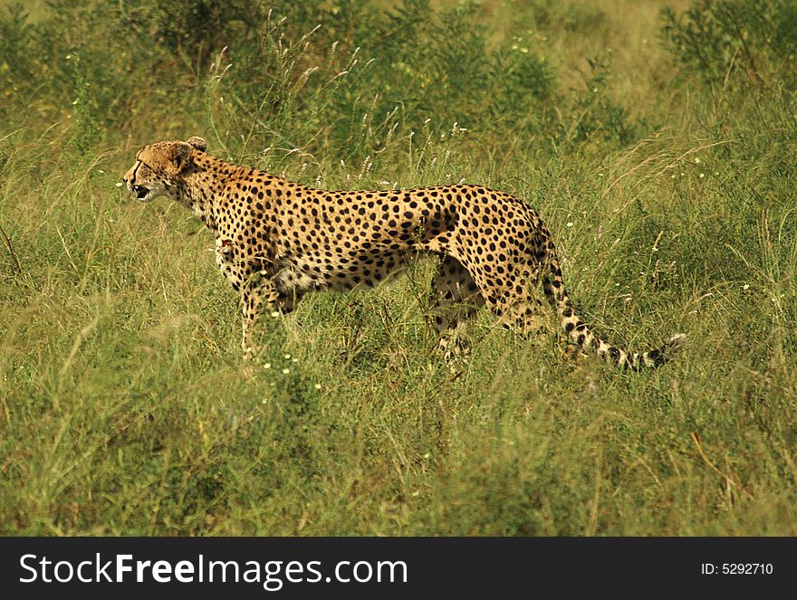 Injured cheetah in Kenya Africa