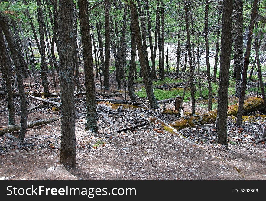 Trees besides a Hiking trail