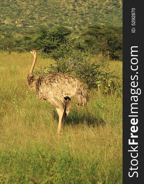 A female ostrich in Samburu Kenya Africa