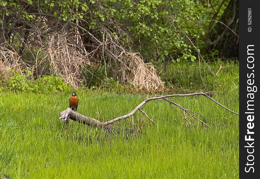 A bird perched on a tree limb in a wetland area in Central New Jersey. A bird perched on a tree limb in a wetland area in Central New Jersey.