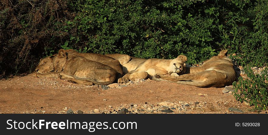 Lions basking in the sunshine in Kenya Africa
