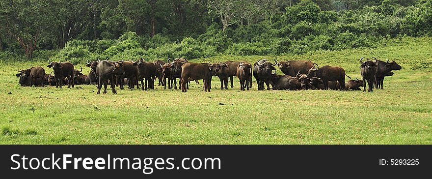 Herd of buffalo in Kenya Africa