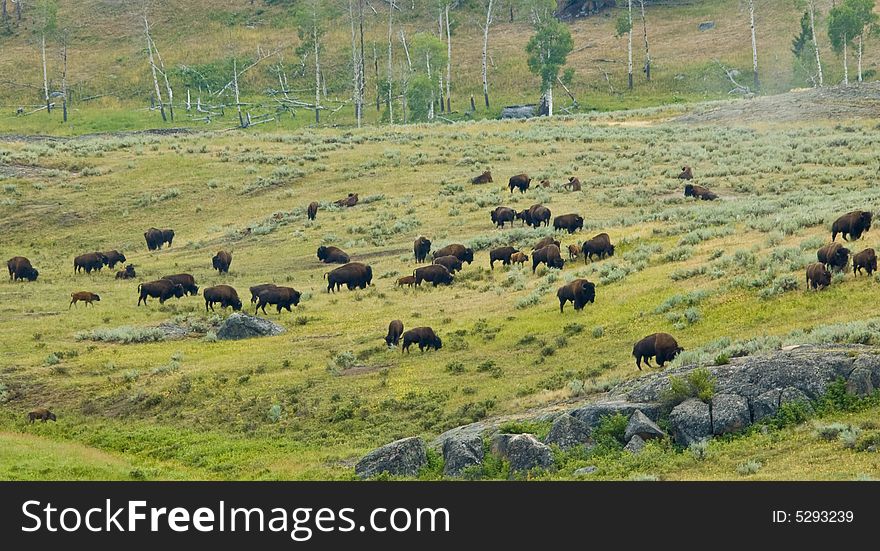 American bison in Yellowstone NP, Wyoming. American bison in Yellowstone NP, Wyoming