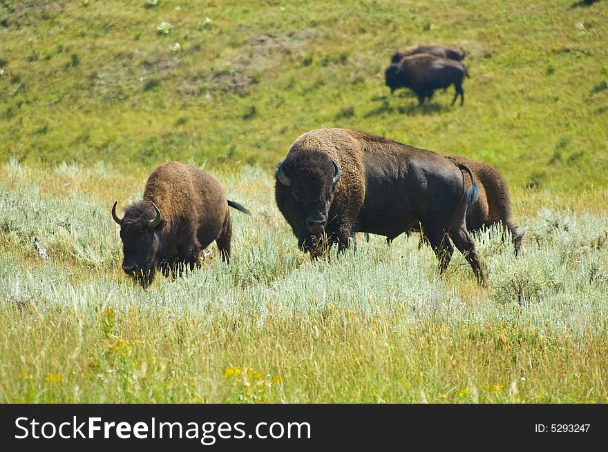 American bison in Yellowstone NP, Wyoming. American bison in Yellowstone NP, Wyoming