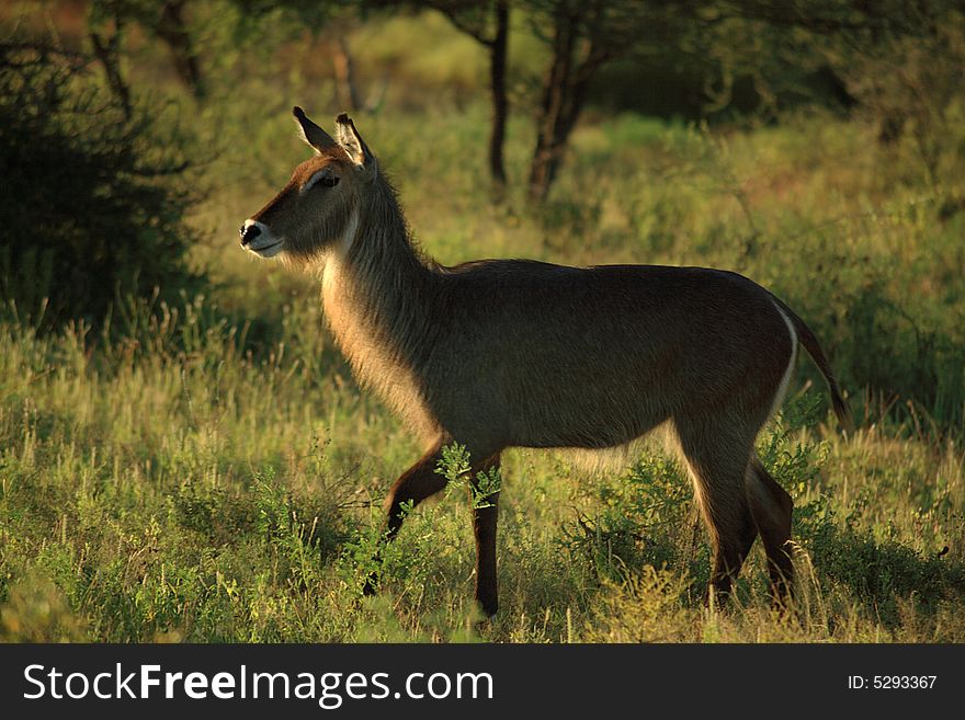 Common waterbuck found in Kenya Africa