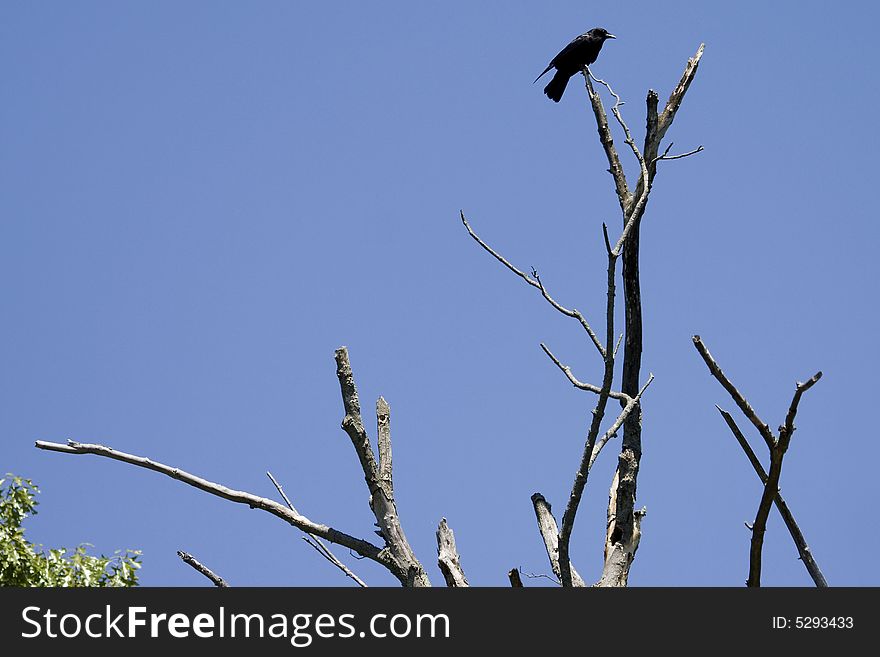 Raven in a dead tree