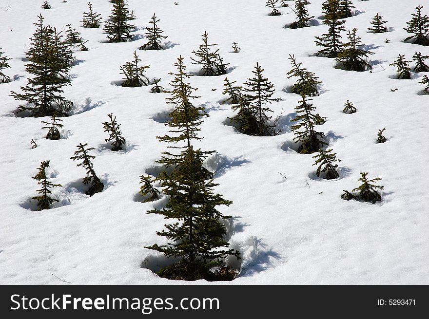 Pine trees on the snow