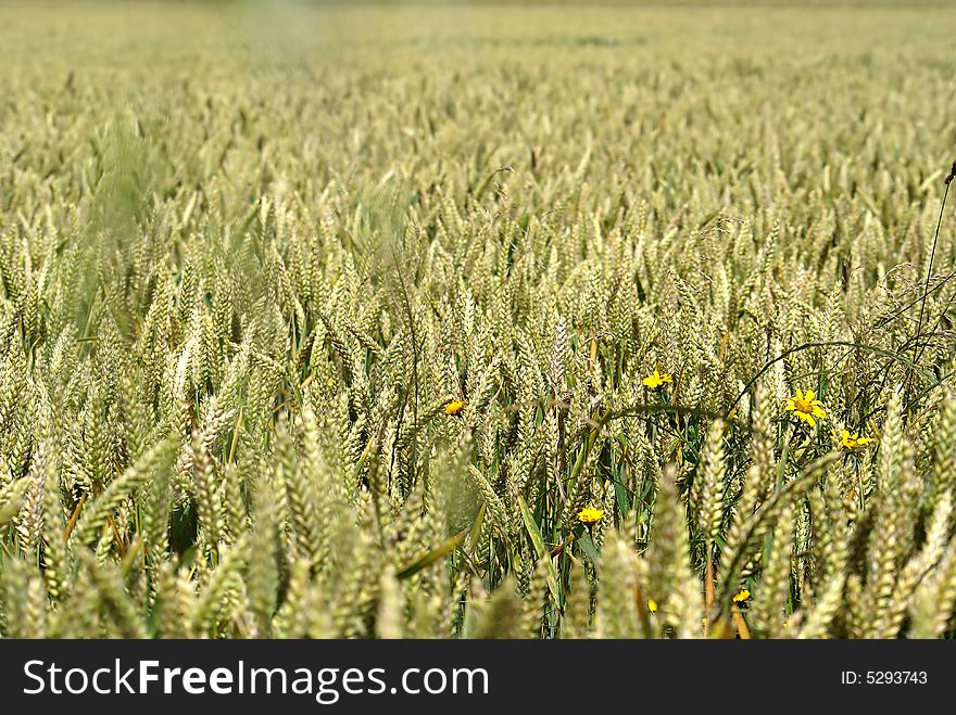 A wheat field with yellow flowers on a sunny day  in France