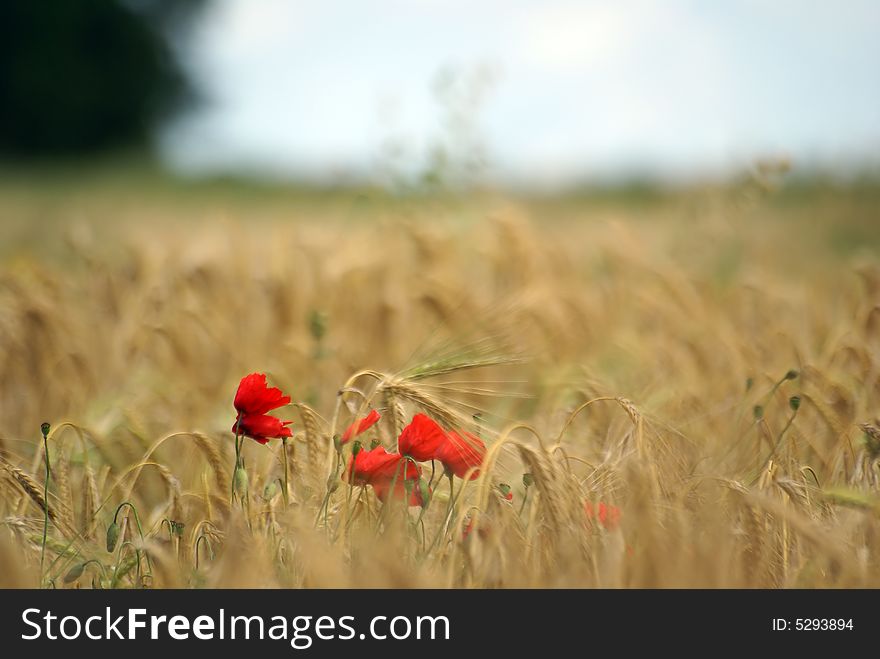 Red papaver flower in wheat field in france