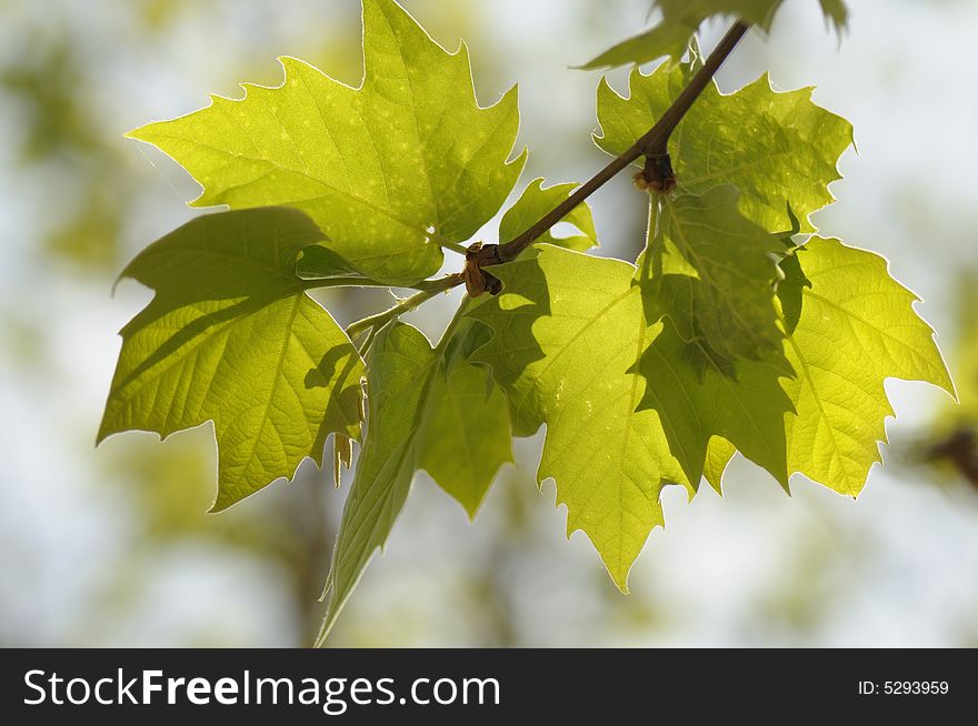 Close up of green maple leaves in summer. Close up of green maple leaves in summer