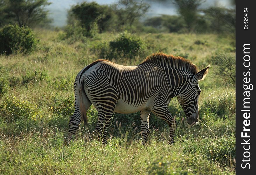 Single Grevy's Zebra found in Samburu Kenya