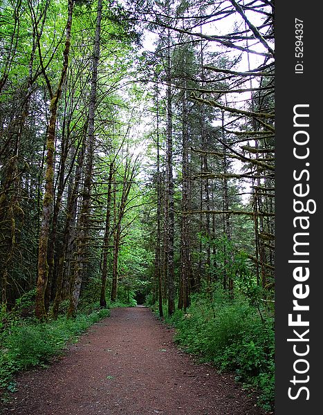 Rainforest trail in highlands, vicotria, british columbia, canada
