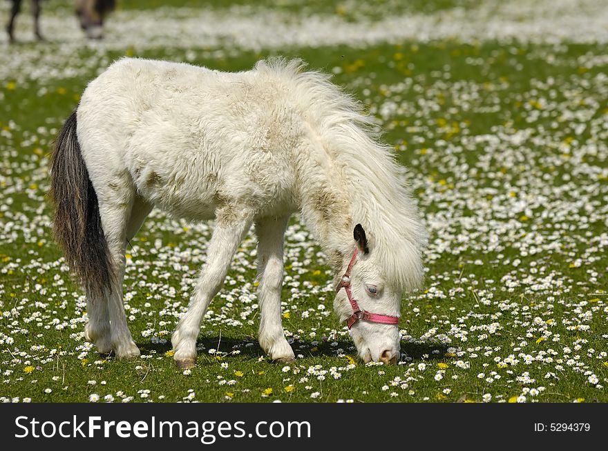 A white young horse is eating green grass on a flower field. A white young horse is eating green grass on a flower field.