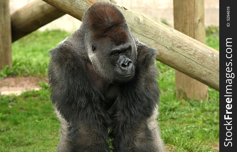 Silverback gorilla male in zoo