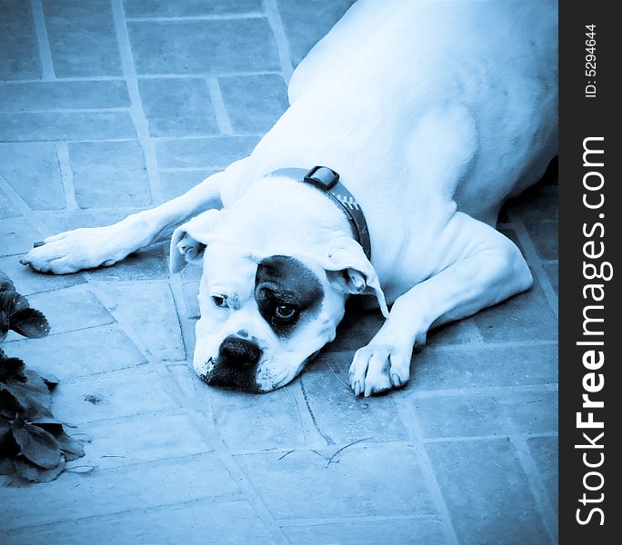 Sad Boxer Dog on a Brick Patio in Blue Tone. Sad Boxer Dog on a Brick Patio in Blue Tone