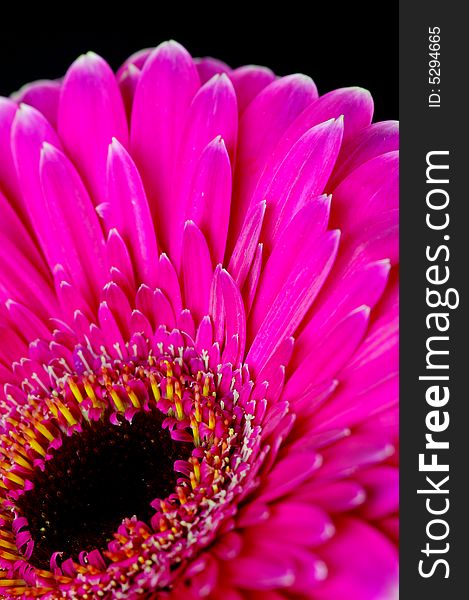 A pink gerbera isolated against a black background
