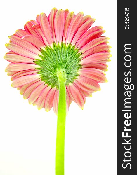 A pink gerbera isolated against a white background