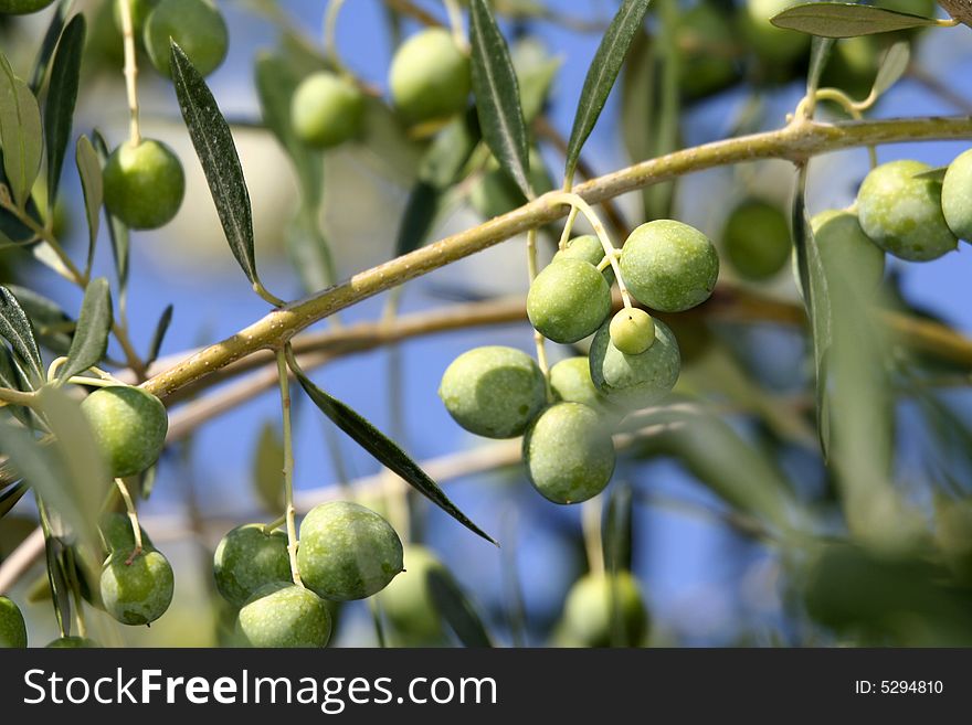 Fresh olive branch with leaves