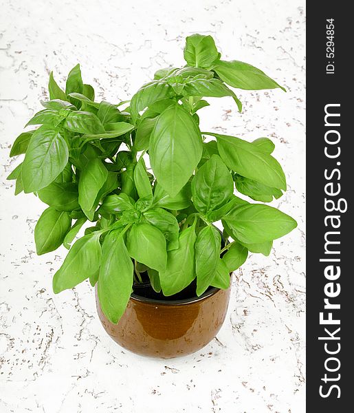 Fresh basil plant in pot