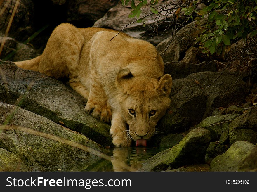 A young male lion comes to a shaded waterhole. A young male lion comes to a shaded waterhole