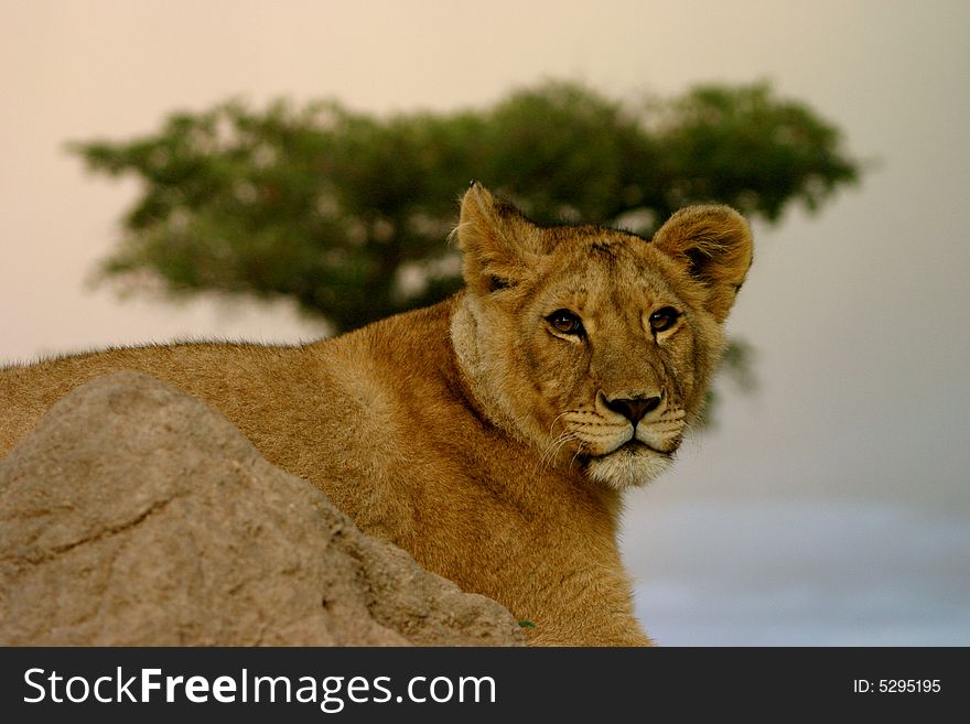 A young female african lion. A young female african lion