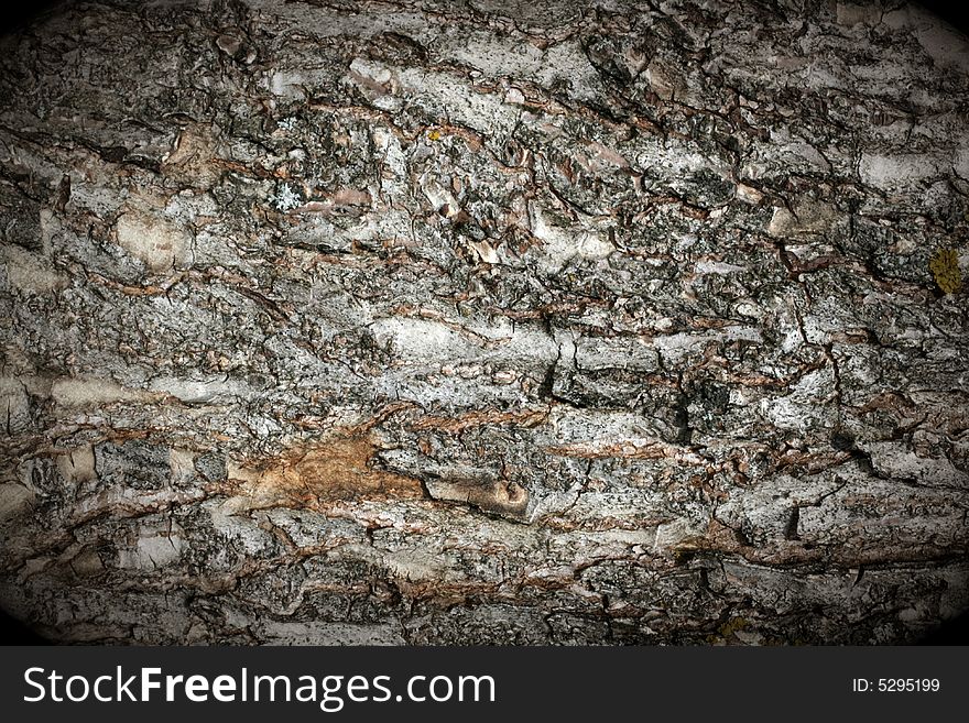 Old grunge tree bark texture