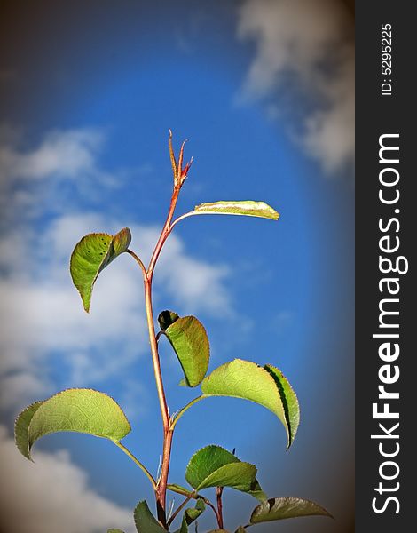 Green plant with borderclose up