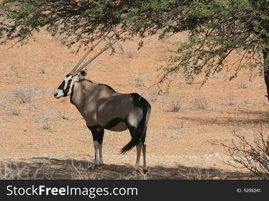 Oryx male tree sand grey