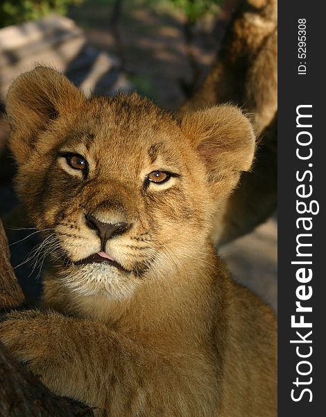 A young african lion cub. A young african lion cub