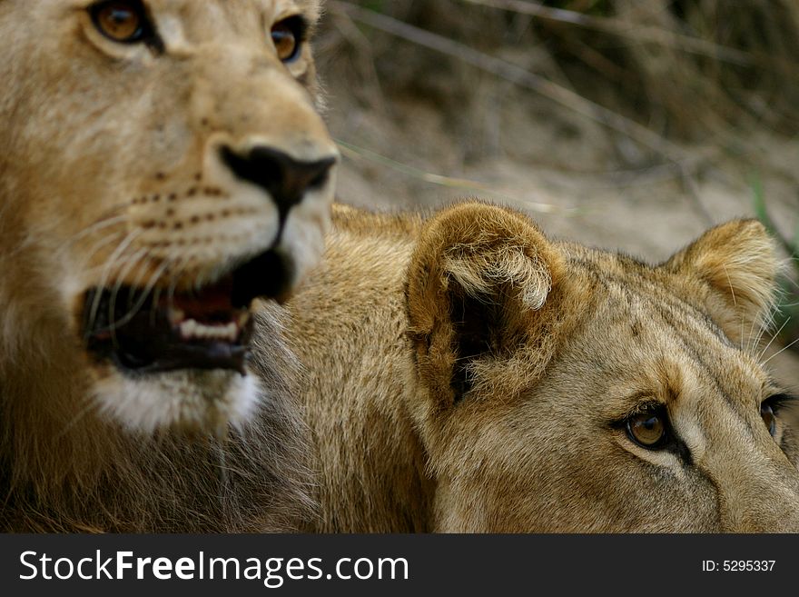 Two young (male & female) african lions. Two young (male & female) african lions