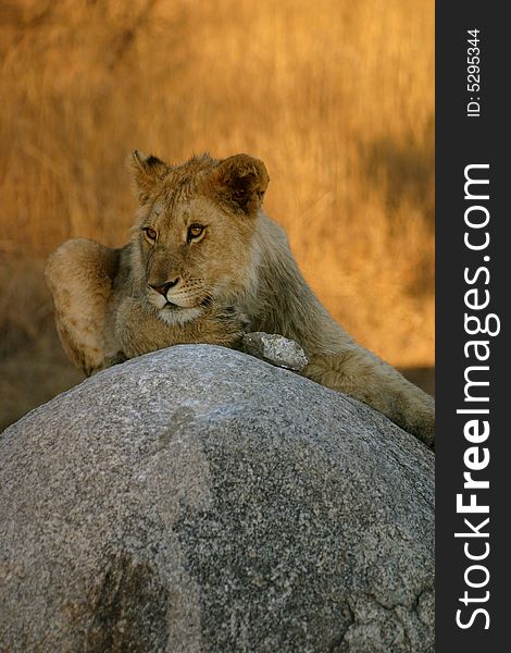 A young male lion sits on a rock