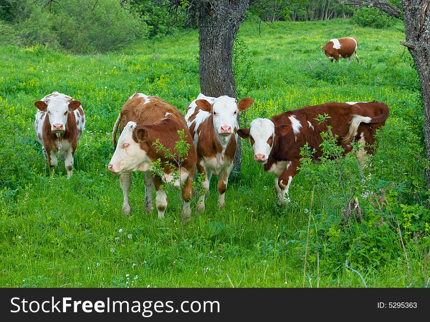 Herd of cows in nature, grazing in rural scene