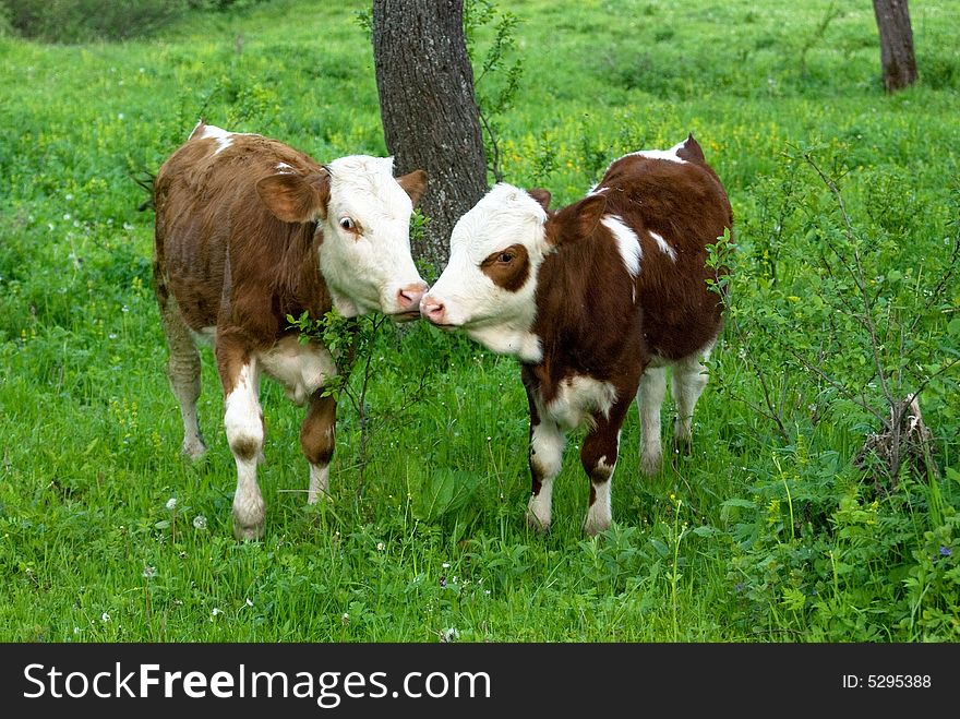 Couple of calfs in nature, grazing in rural scene