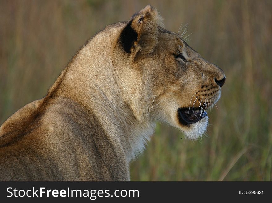 A young female african lion. A young female african lion