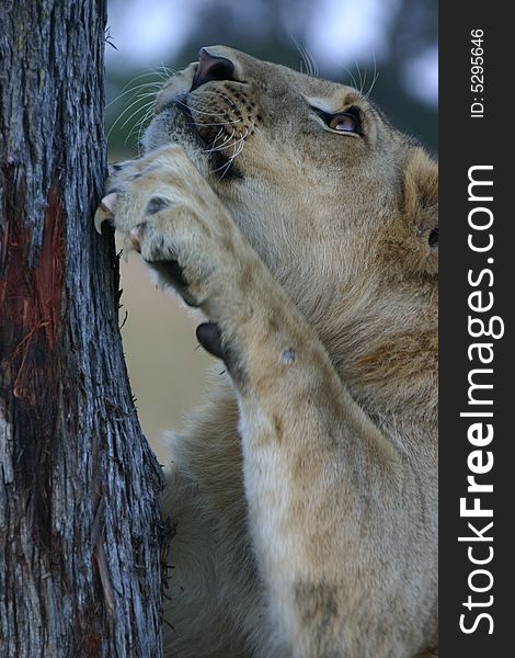 A young male lion sharpens his claws